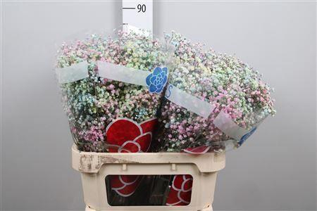 <h4>Gyps Klb H% Pastel Mix</h4>