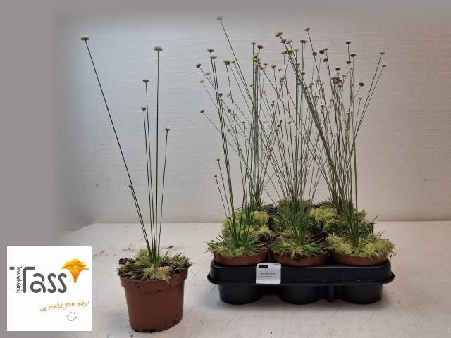 <h4>SYNGONANTHUS MIKADO</h4>