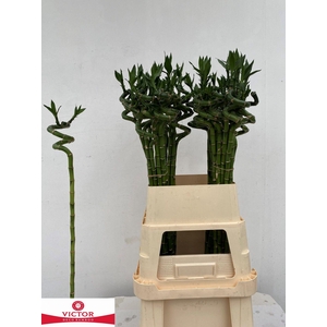 DRAC LUCKY BAMBOO