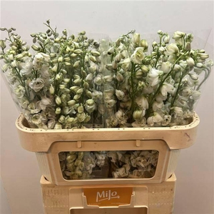 DELPH DU GUARD WHITE