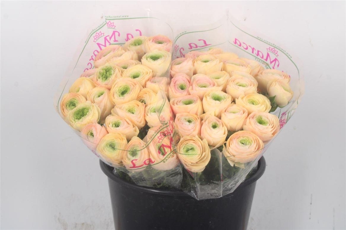 <h4>Ran.. Su Tuareg Extra</h4>