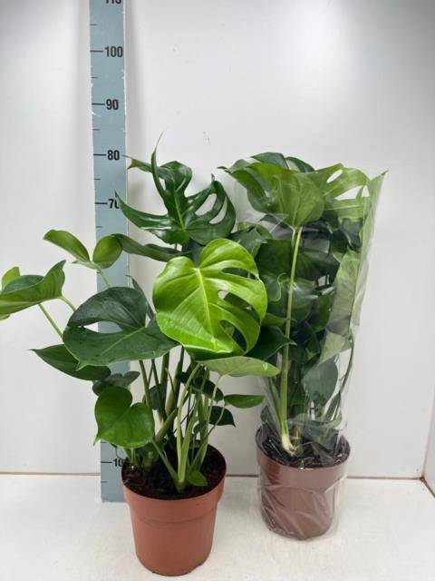 <h4>MONSTERA DELICIOSA</h4>