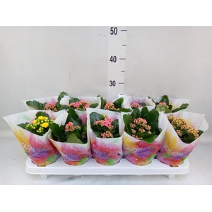 Kalanchoe blos.   ..rosebud mix  5