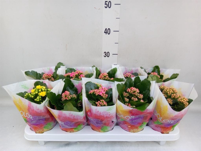 <h4>Kalanchoe blos. ..rosebud mix 5</h4>