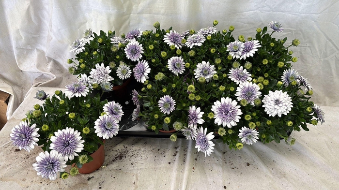 <h4>OSTEO 3D GEMENGD</h4>