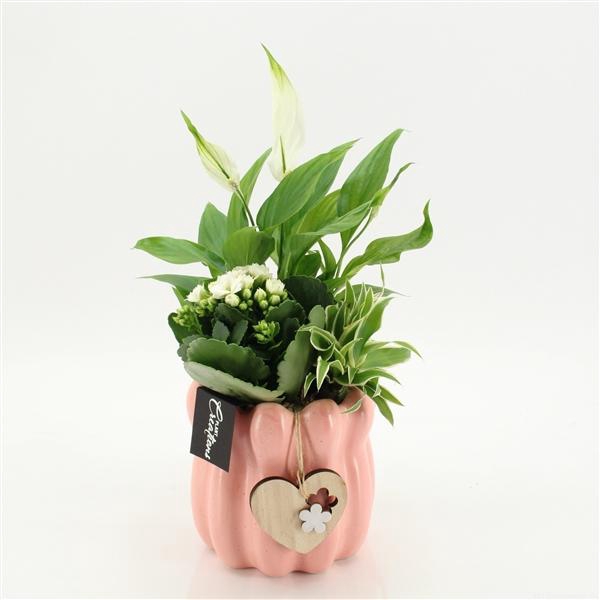 <h4>Arrangementen kamerplanten bloeiend H%</h4>