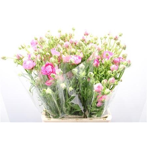 Ranunculus Nat Moderna Carezza