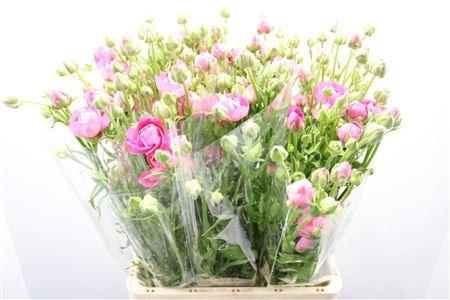 <h4>Ranunculus Nat Moderna Carezza</h4>