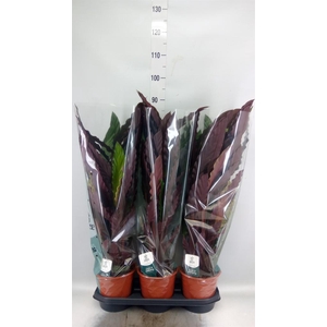 Calathea rufibarba