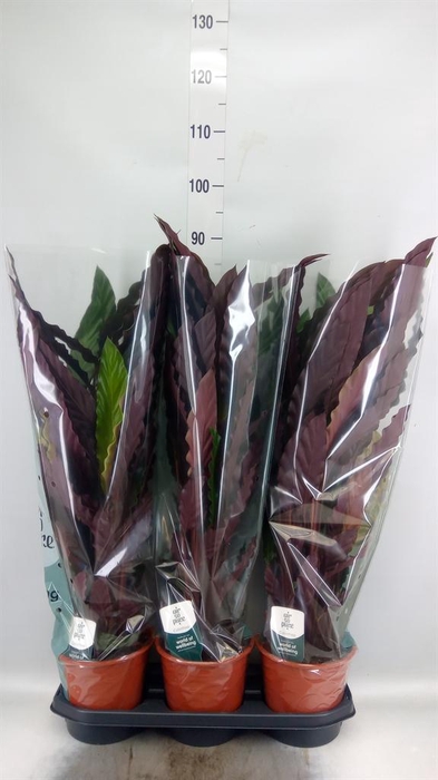 <h4>Calathea rufibarba</h4>