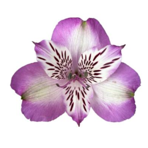 Alstr Splendor Light Purple 80cm EC