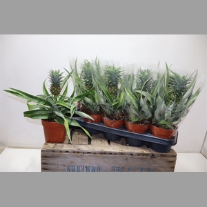 Ananas Mi Amigo