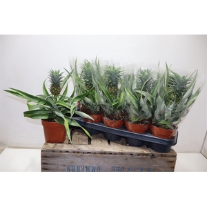Ananas Mi Amigo