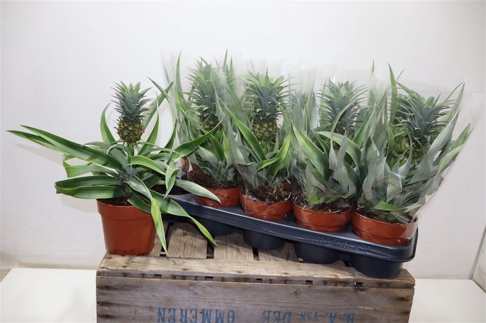 <h4>Ananas Mi Amigo</h4>