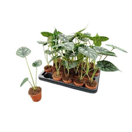 <h4>Aloc Dragon Scale</h4>