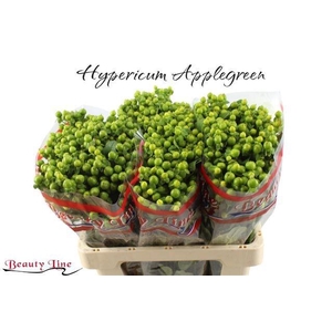 HYP GLOBO APPLEGREEN