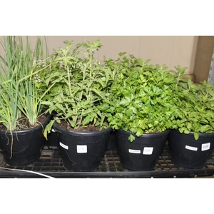 ERVAS AROMATICAS P24