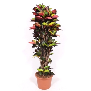 Codiaeum Iceton (Croton Iceton)