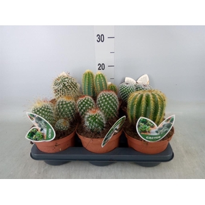Cactus   ...mix