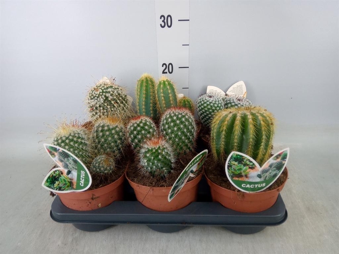 <h4>Cactus   ...mix</h4>