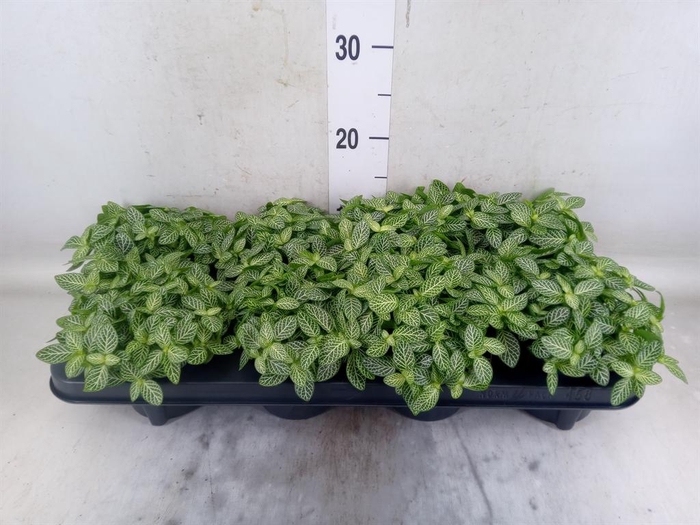 <h4>Fittonia verschaf.</h4>