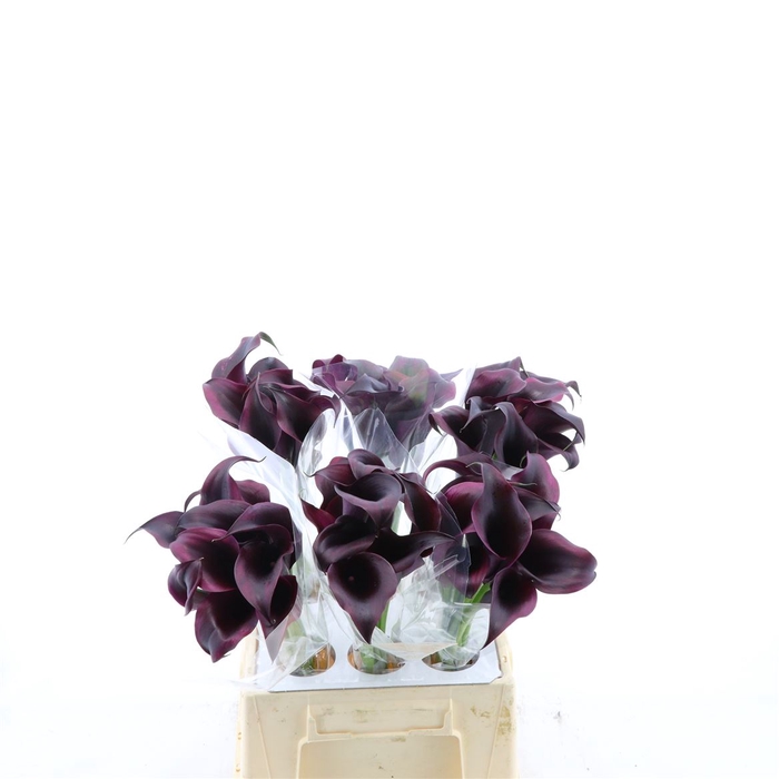 <h4>Calla Odessa</h4>