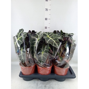 Alocasia amazonica 'Polly'