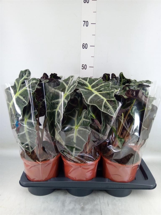 <h4>Alocasia amazonica 'Polly'</h4>