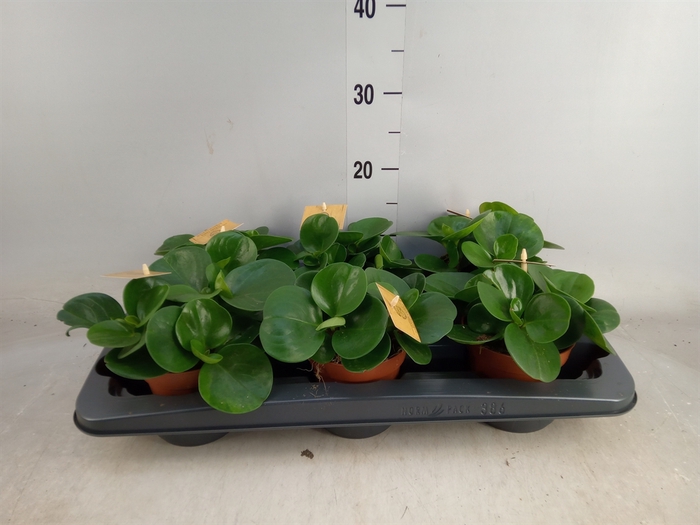 <h4>Peperomia obt. 'Green Gold'</h4>