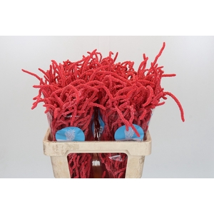 Amaranthus Yearming Desert Coral