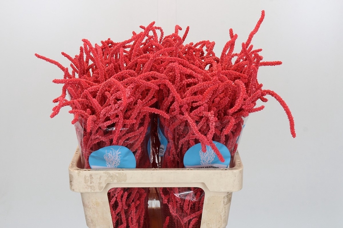 Amaranthus Yearming Desert Coral