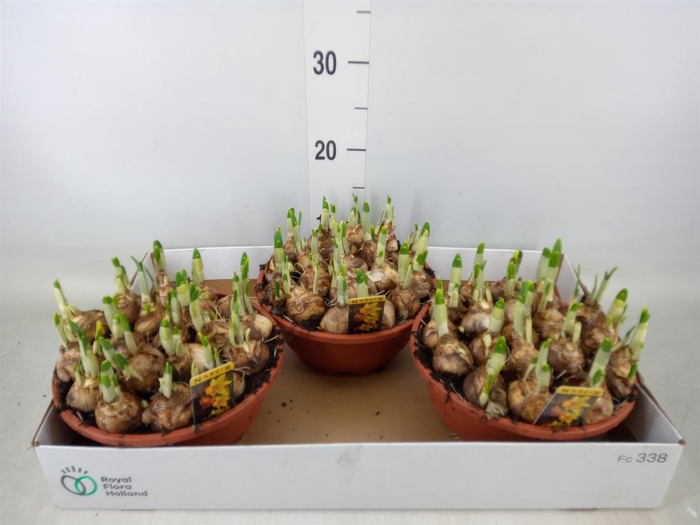 <h4>Narcissus cycl. 'Jetfire'</h4>