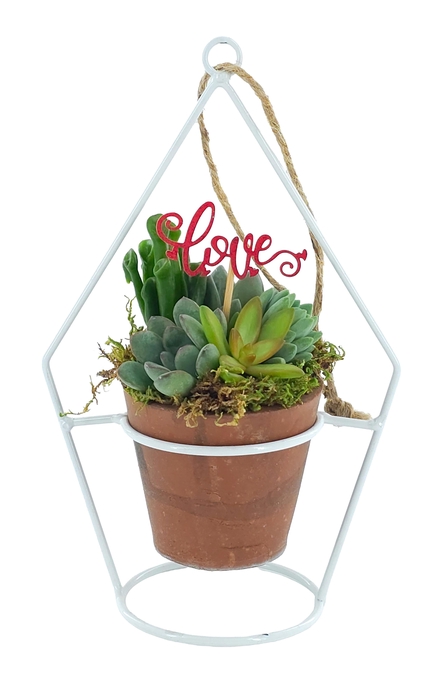 <h4>ARR SUCCULENTEN</h4>