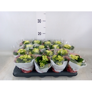 Kalanchoe blos. 'RosDon Dione'