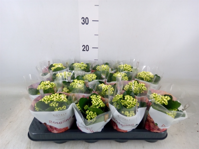 <h4>Kalanchoe blos. 'RosDon Dione'</h4>