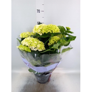 Hydrangea mac. 'Crystal Palace'