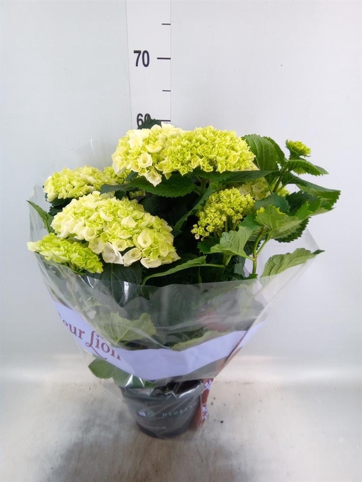 <h4>Hydrangea mac. 'Crystal Palace'</h4>