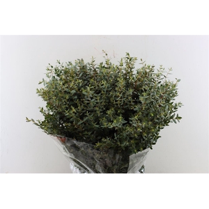 Euca Parvifolia 400gr P Bunch