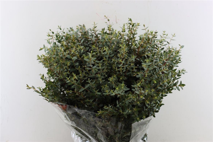 <h4>Euca Parvifolia 400gr P Bunch</h4>