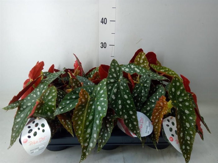 <h4>Begonia maculata</h4>