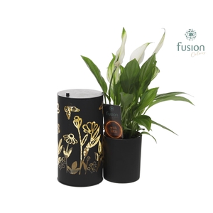 LED Duo glazen met Spathiphyllum