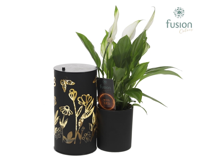 <h4>LED Duo glazen met Spathiphyllum</h4>