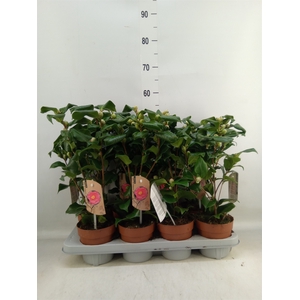 Camellia japonica 'Dr King'