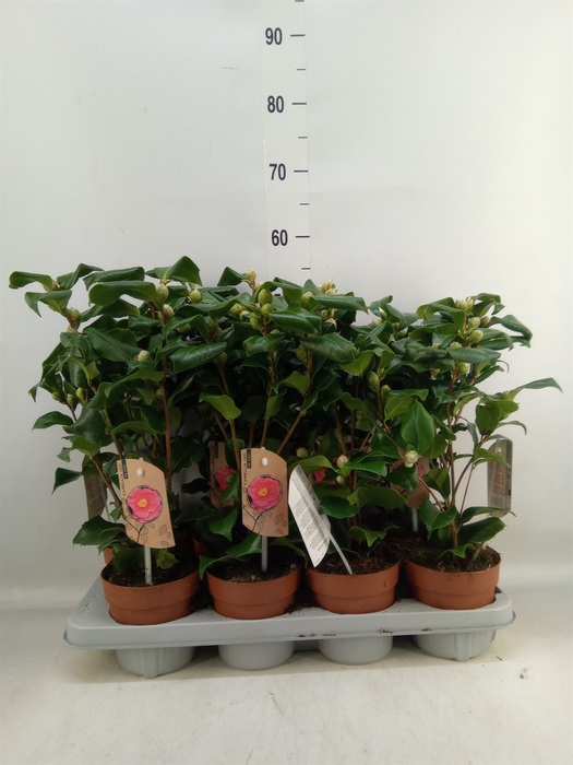 <h4>Camellia japonica 'Dr King'</h4>