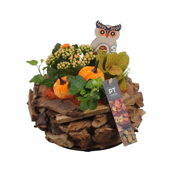 <h4>PTHI5479 Arrangement Herfst Indoor in houten pot</h4>