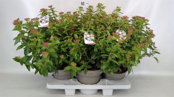 <h4>Viburnum tinus</h4>