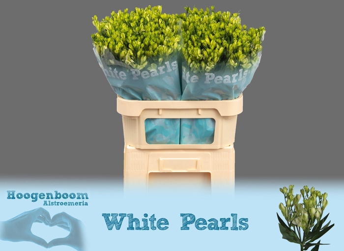 <h4>Alstroemeria fl white pearls</h4>