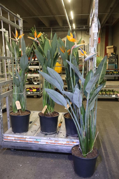 <h4>arr8 Strelitzia Regin Bl</h4>