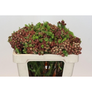 Kaaps Groen Palaecea