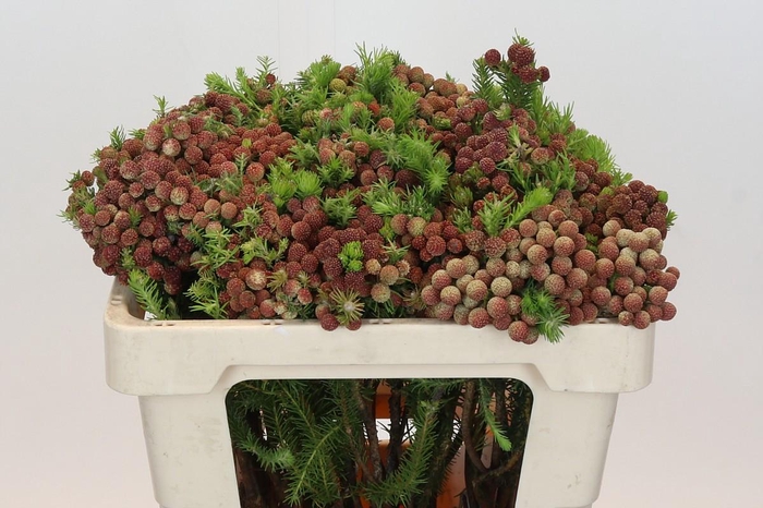 Kaaps Groen Palaecea